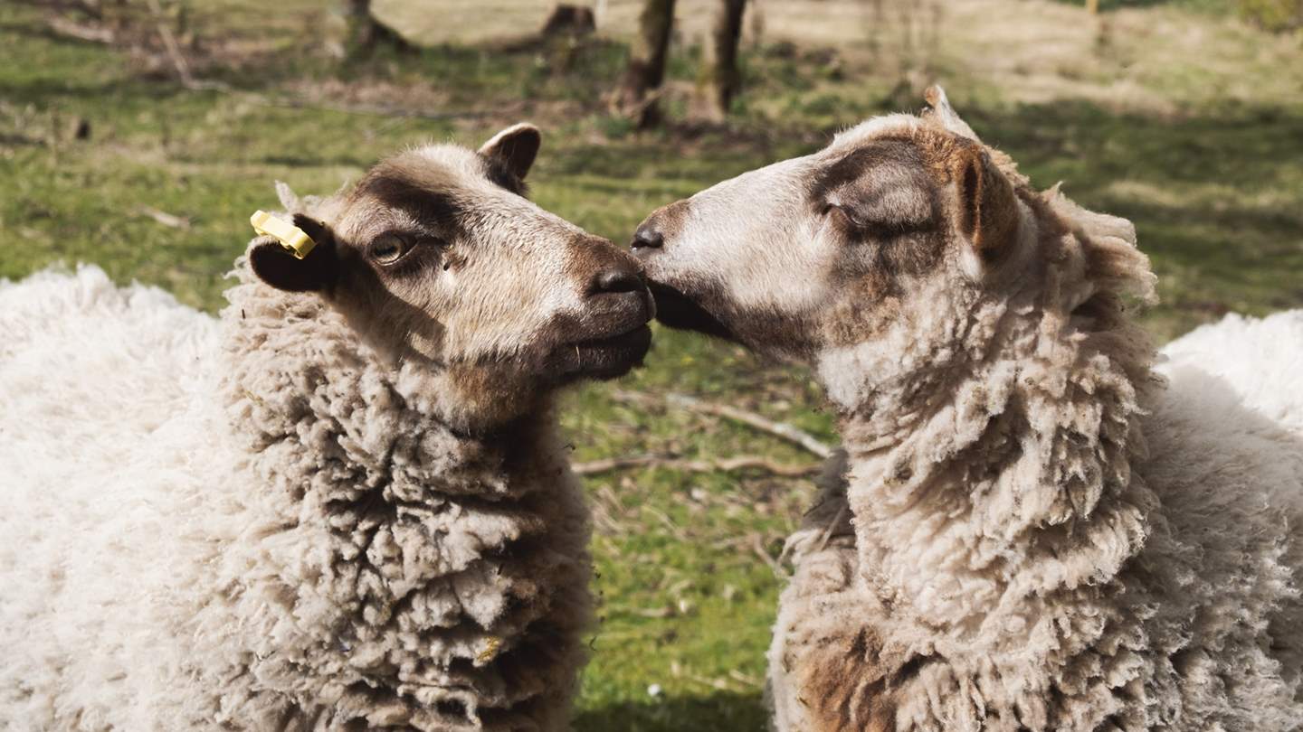 You might spot the odd woolly character or two!