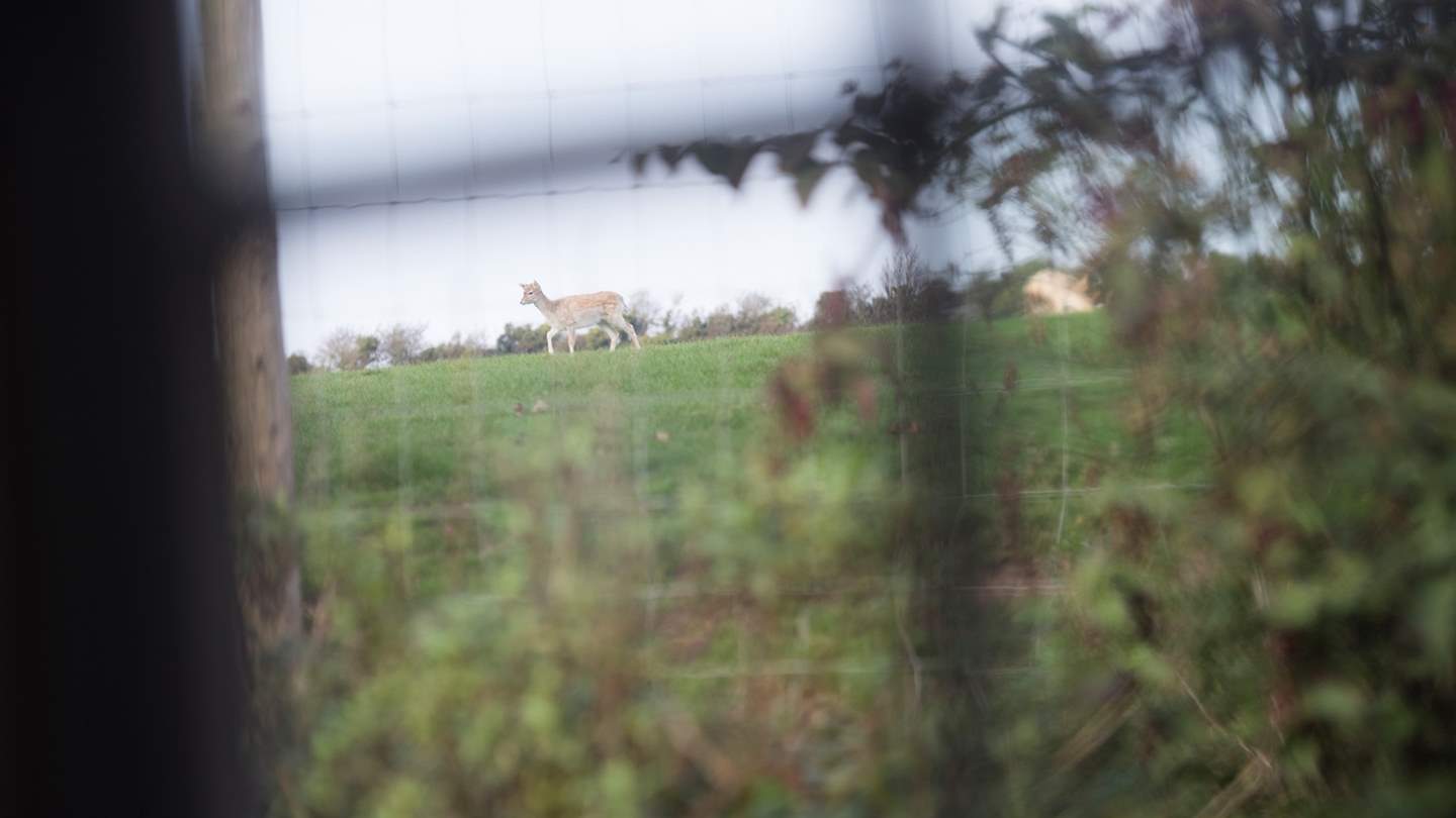 Keep an eye out for Prideaux Place's elusive deer herd - kept on the estate for hundreds of years
