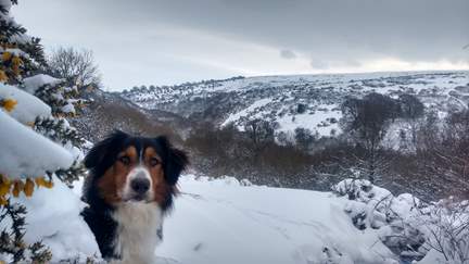 The owner's dog enjoying a walk on a stunning winter's day!