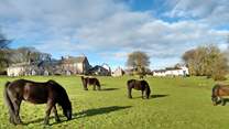 Ponies and sheep graze alongside each other on Belstone Common