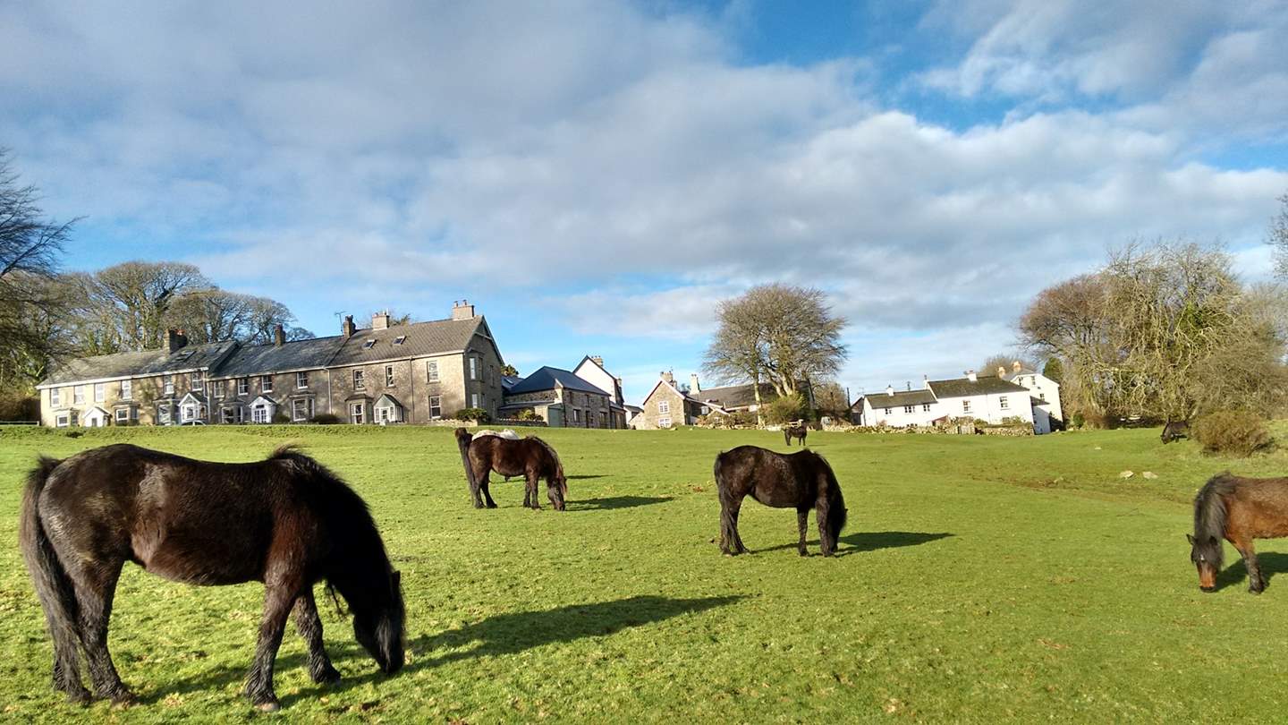 Ponies and sheep graze alongside each other on Belstone Common