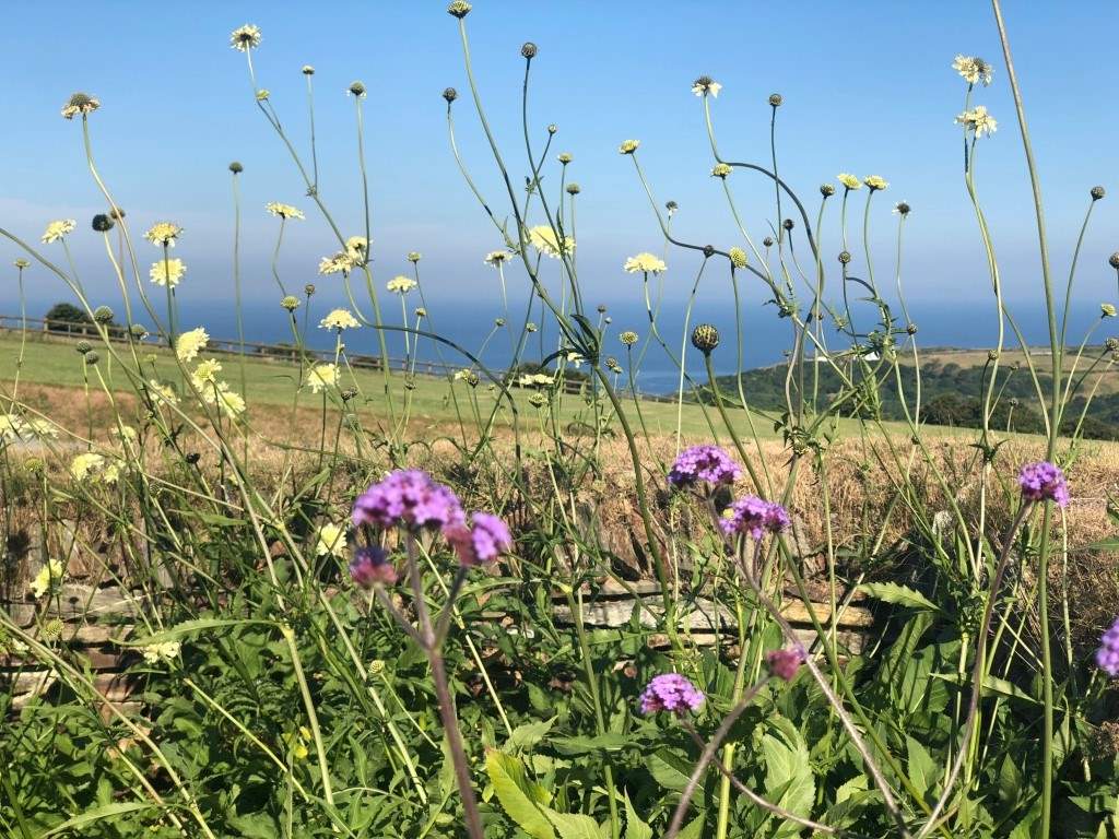 Epic sea views from the terrace at Little Fentafriddle