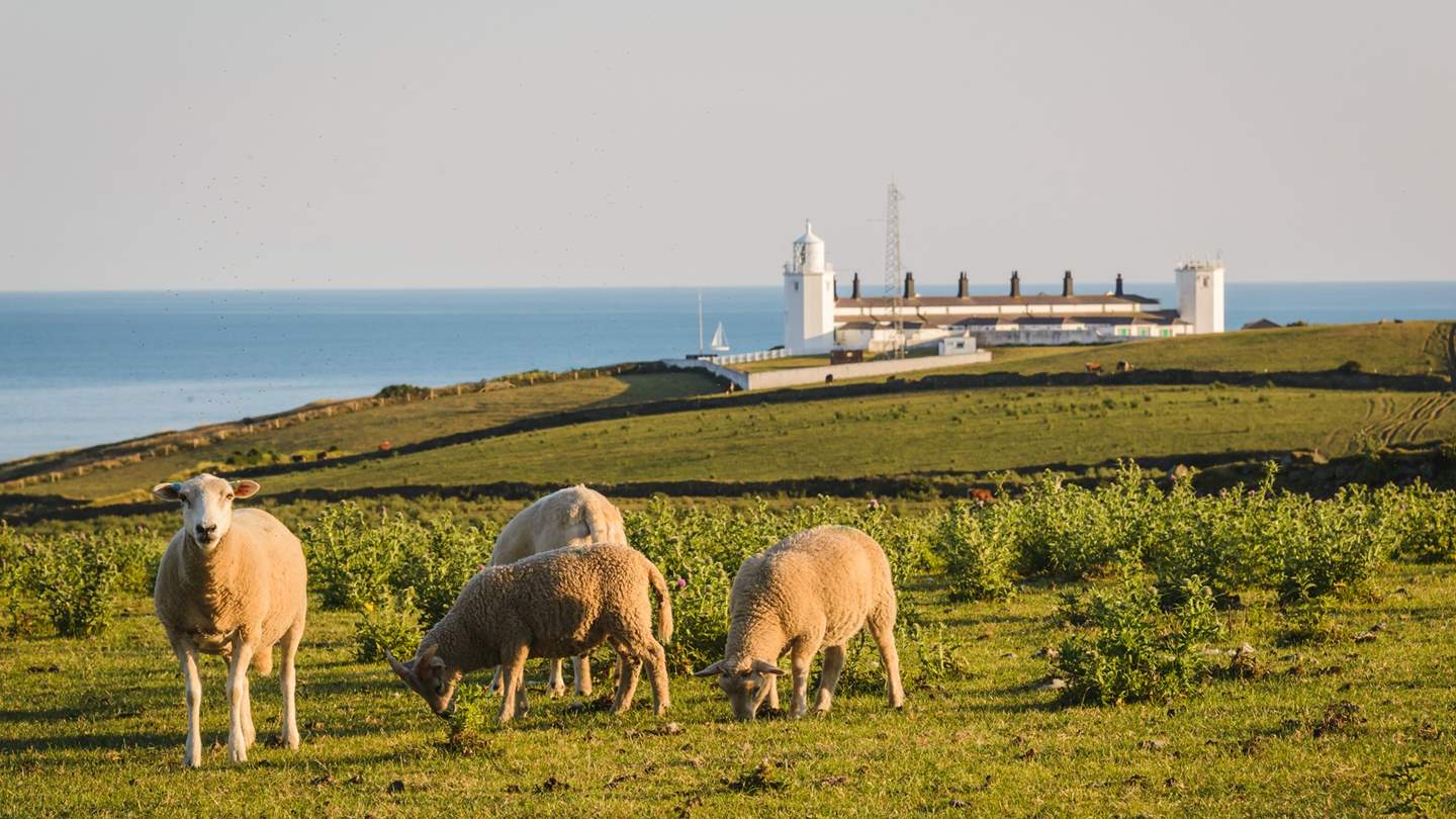 Make sure to head to Lizard Point and the lighthouse - Great Britain's most southerly point.