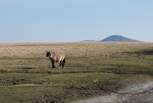 The famous Bodmin Moor ponies are never far away