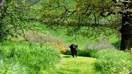 Surrounded by lush countryside, this retreat is just perfect for long walks - especially with a dog in tow!