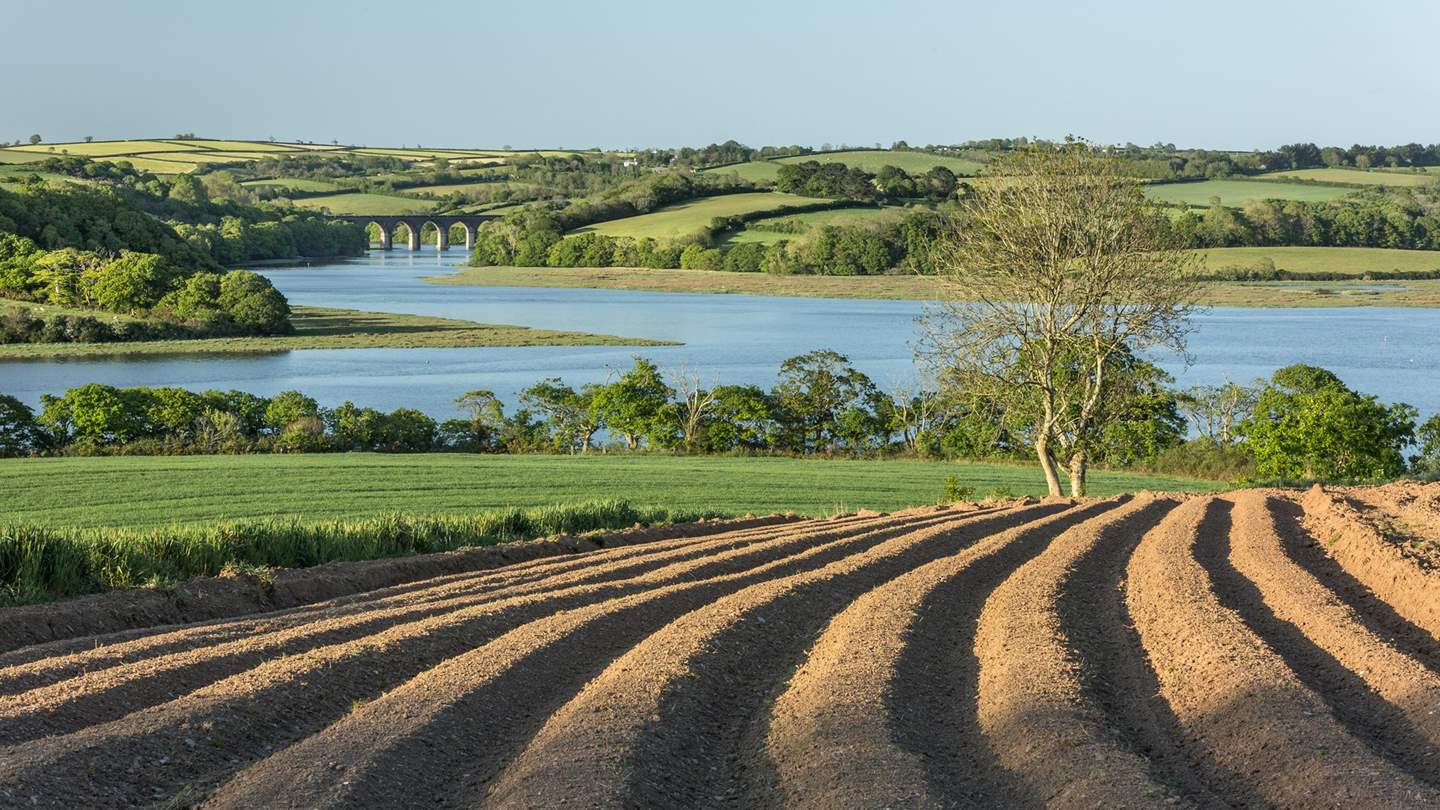 Follow the River Tamar, where the remains of over 100 copper mines can be found in this beautiful landscape