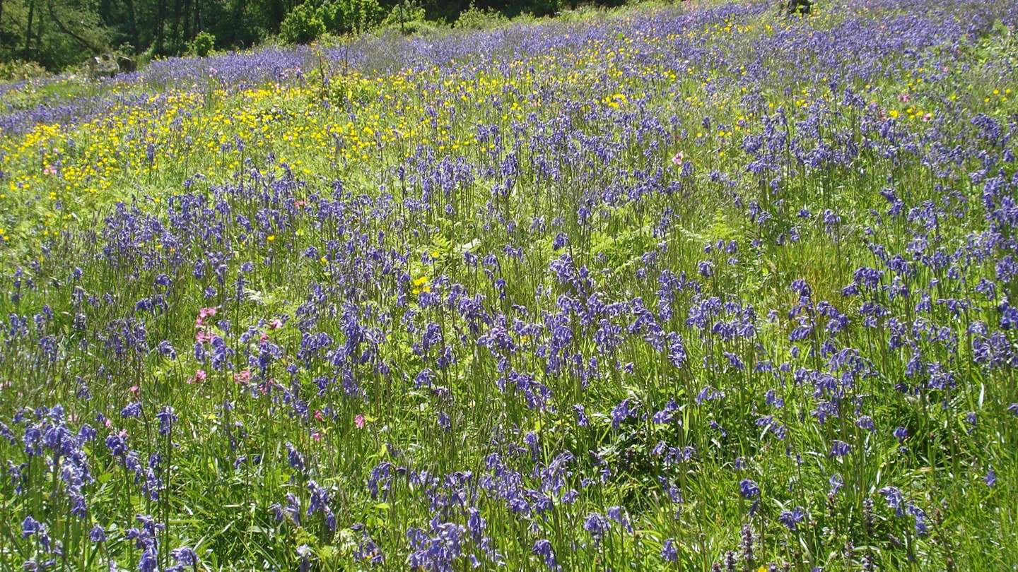 Demelza is surrounded by fields of seasonal wildflowers, an ever-changing backdrop whatever the time of year