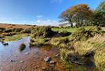 The wild beauty of Dartmoor is captivating