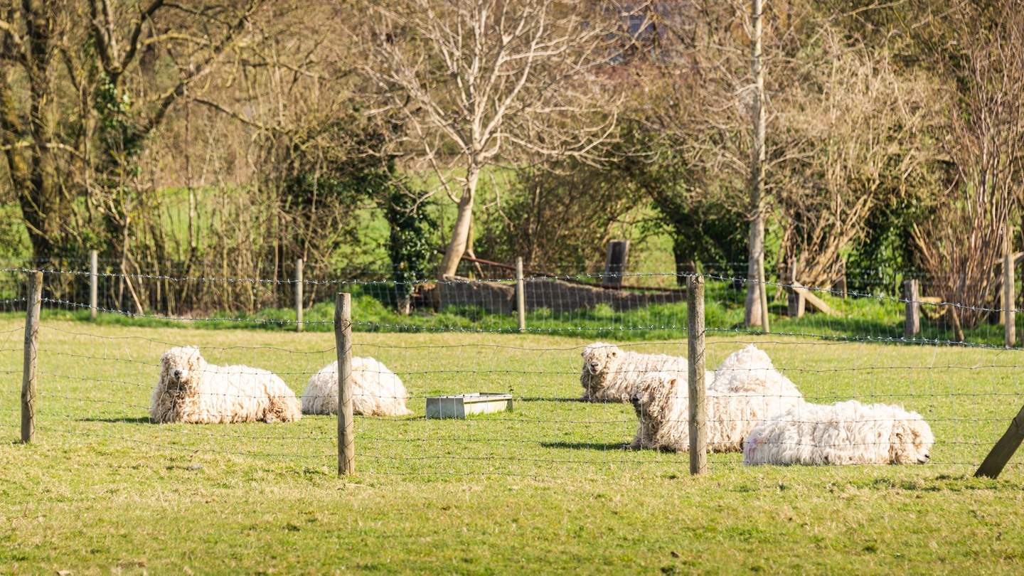 Huxham Croft is part of a working farm, so there are lots of animals in the area