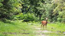 Haldon Forest Park is a must for tranquil walks