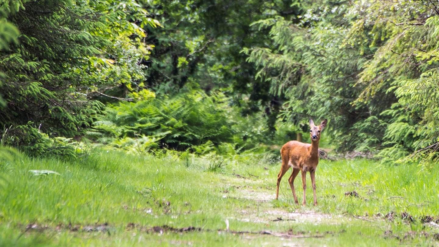 Haldon Forest Park is a must for tranquil walks