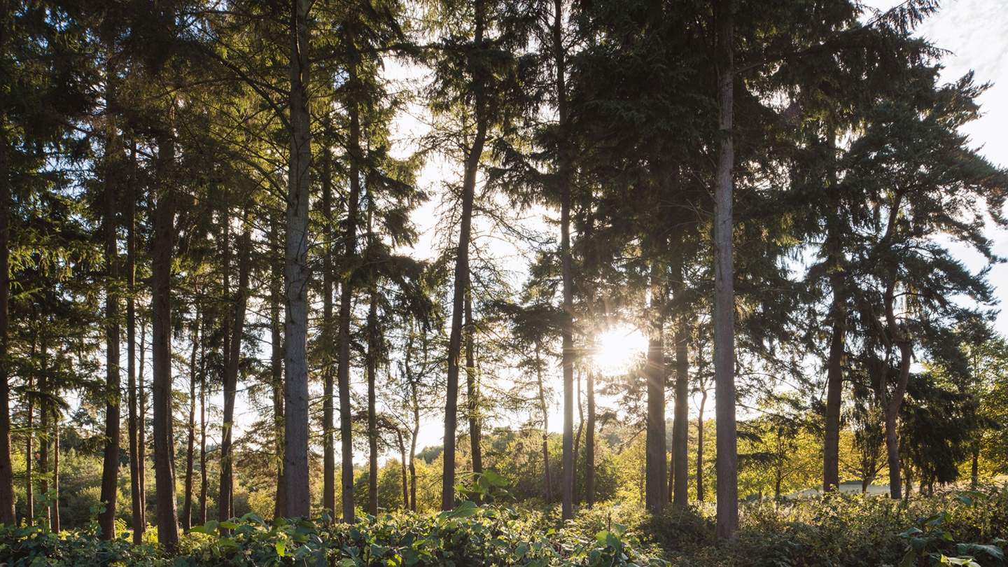 Surrounded by trees, The Coach House is a tucked-away treasure