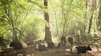 The Surrey Hills offers endless adventure with roaming wild Belted Galloway