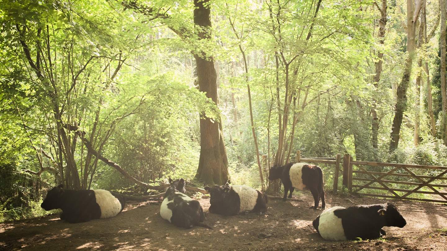 The Surrey Hills offers endless adventure with roaming wild Belted Galloway