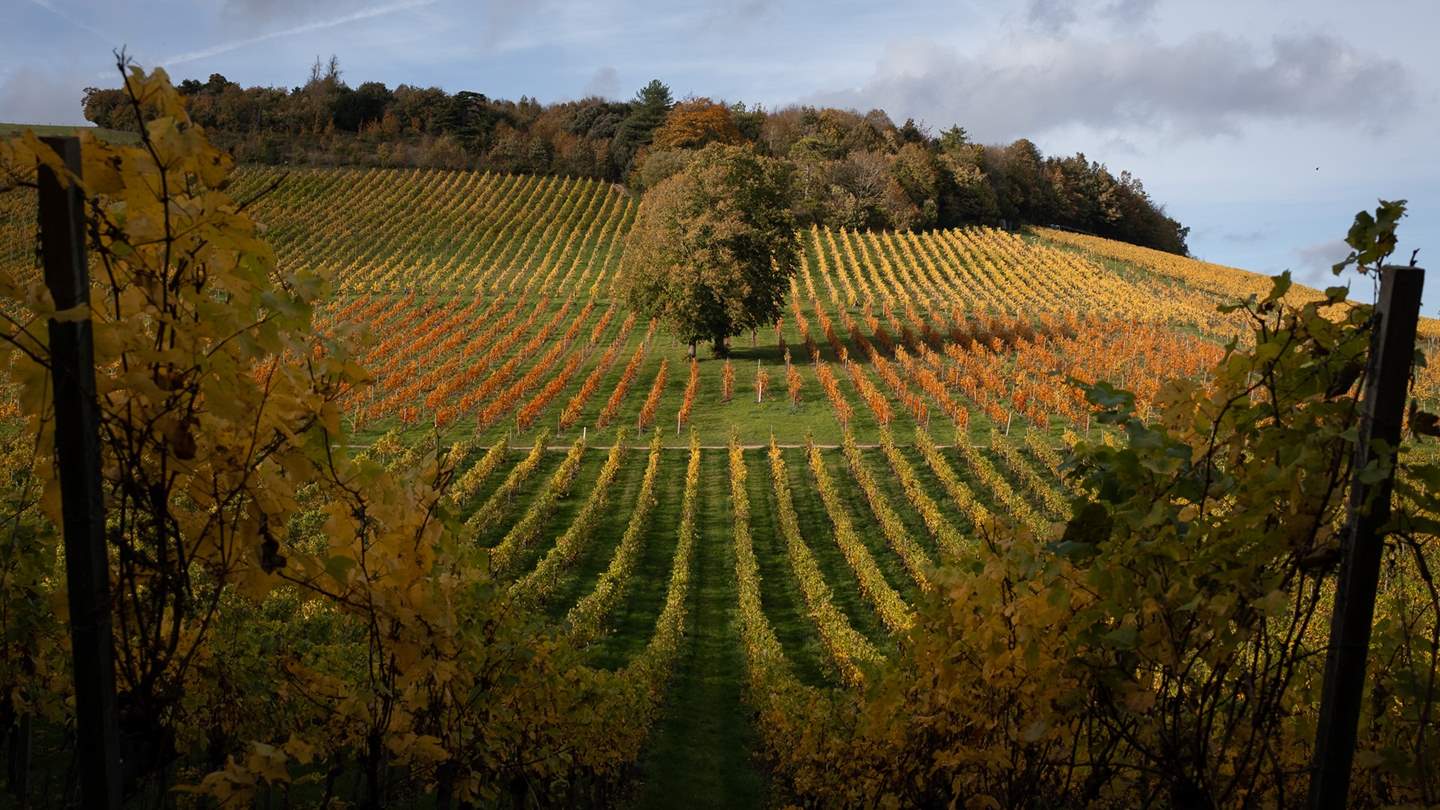 The Albury Organic Vineyard is only a 10-minute stroll away over the field