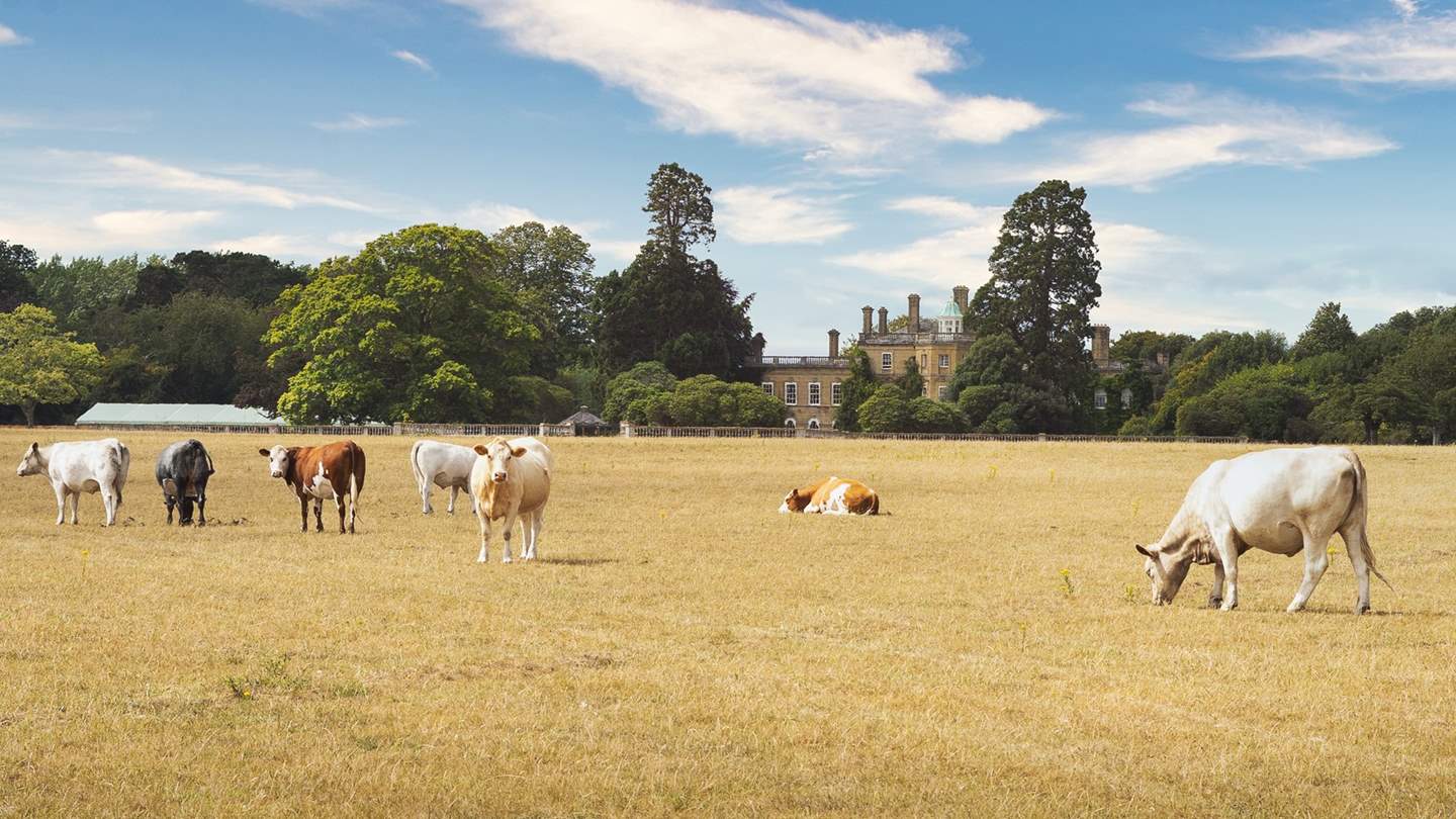 With 58 acres of parkland and the house gardens, you can spend hours wandering the grounds and maybe set up a picnic in a quiet corner