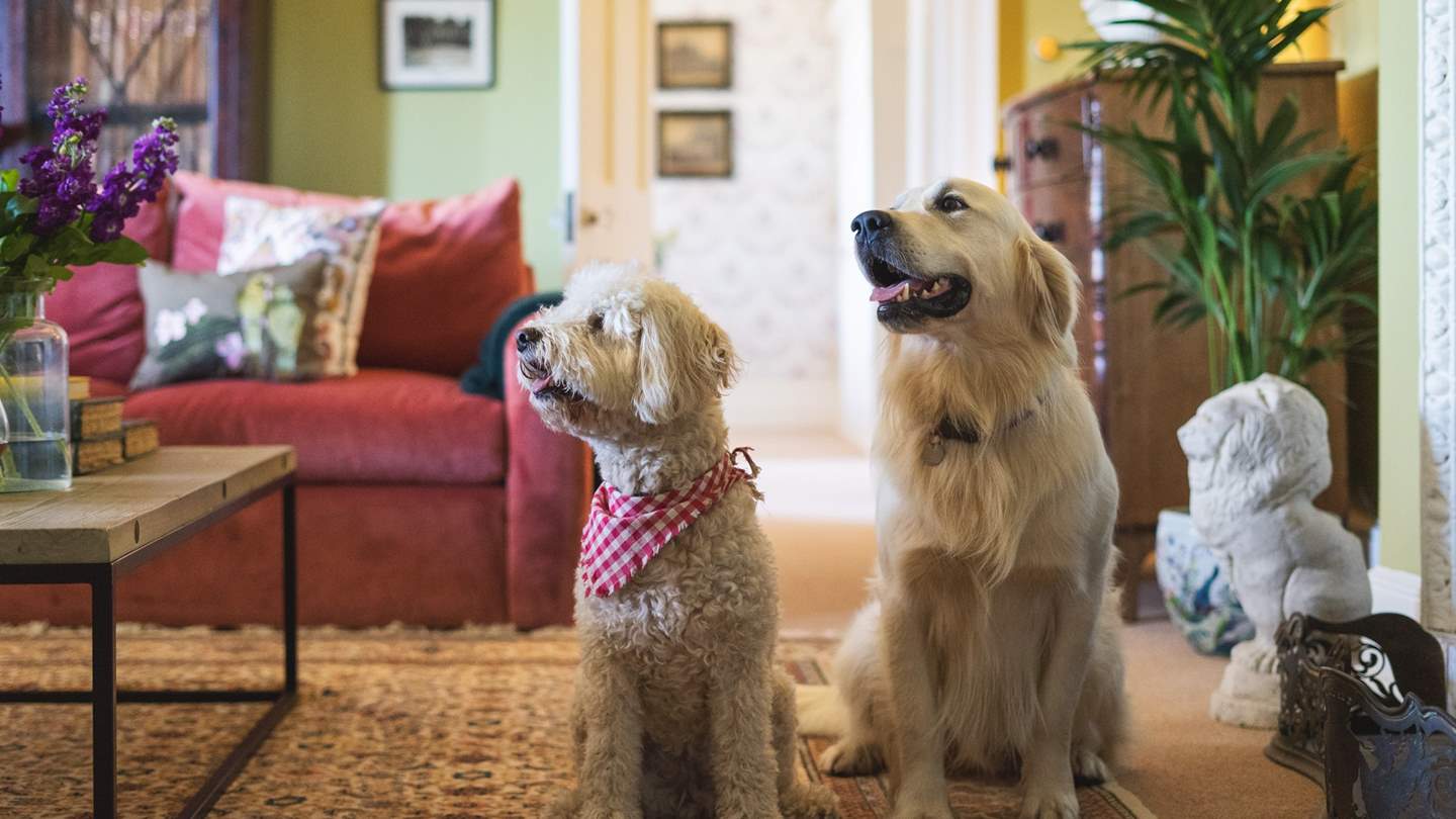 Two well behaved dogs are welcome.