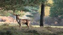 Nature-lovers will adore the plethora of wildlife in the New Forest