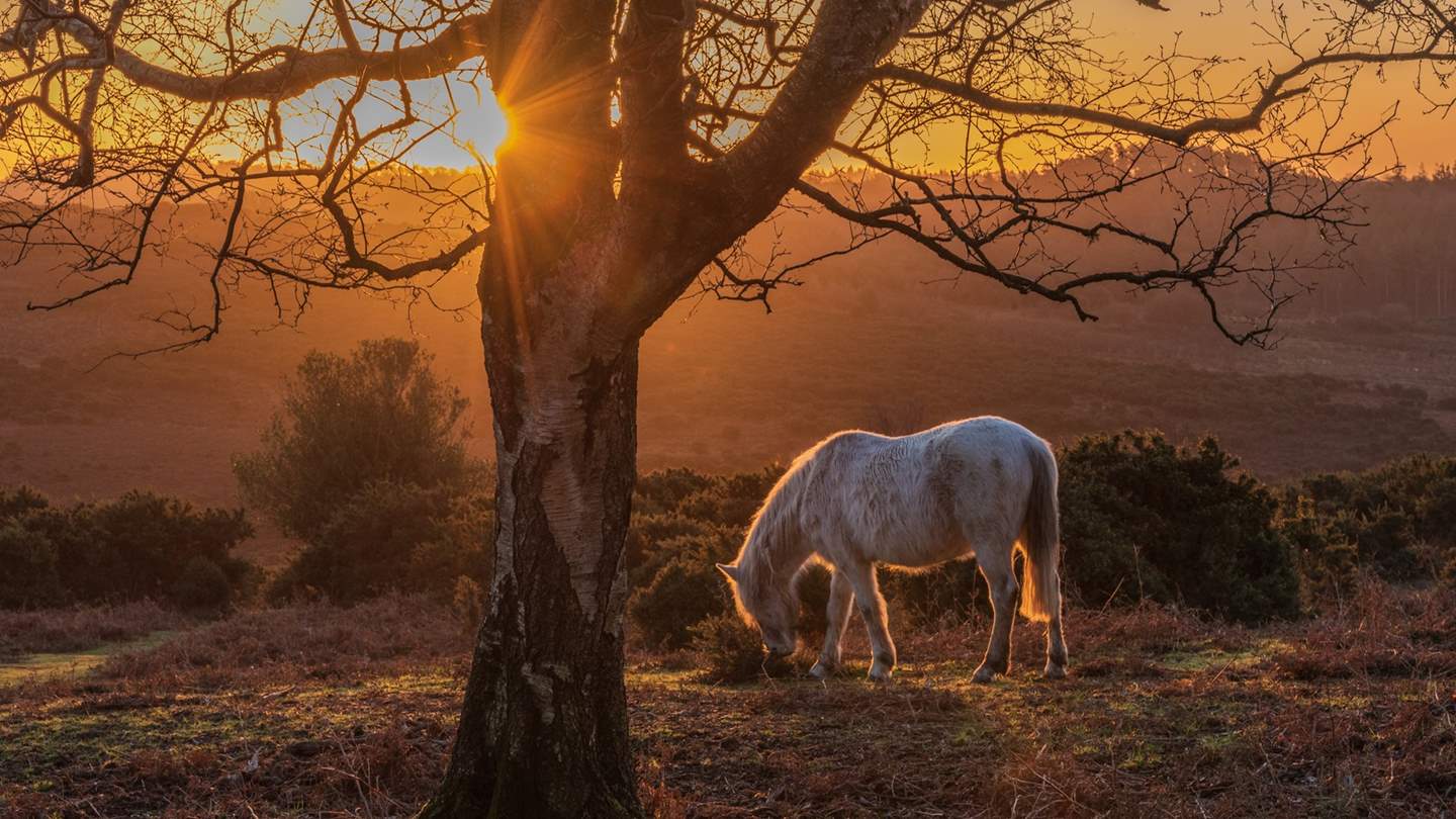 The New Forest is on your doorstep, waiting to be discovered