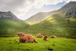 Whilst out exploring, watch out for a Highland coo or two!