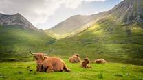 Whilst out exploring, watch out for a Highland coo or two!