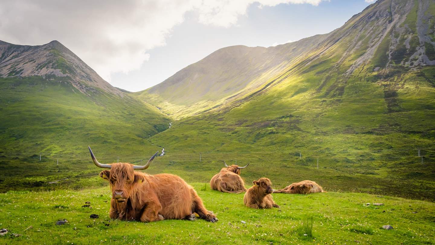 Whilst out exploring, watch out for a Highland coo or two!