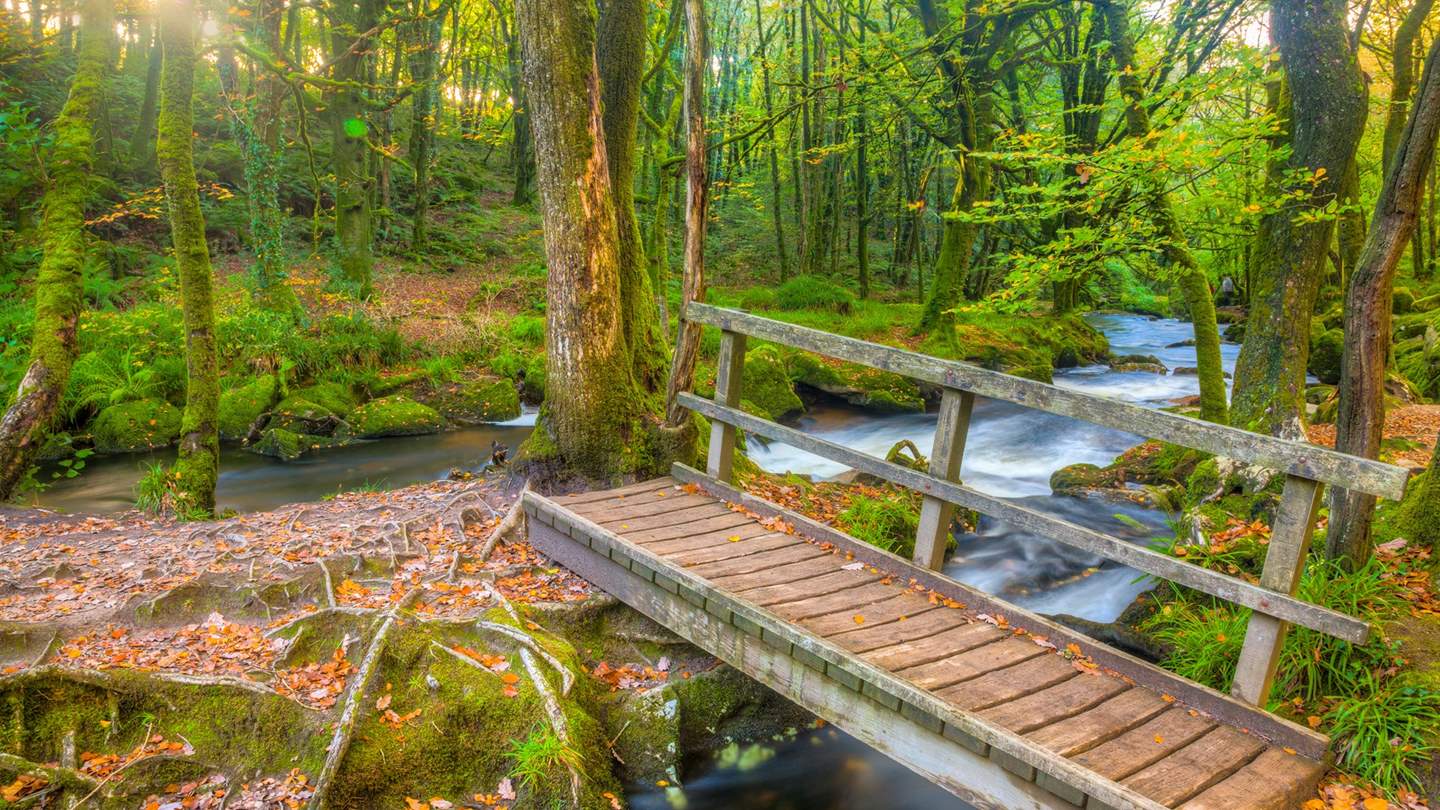 Discover the cascades and waterfalls of nearby Golitha Falls 