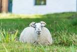 Sheep and cows are the resident lawnmowers...