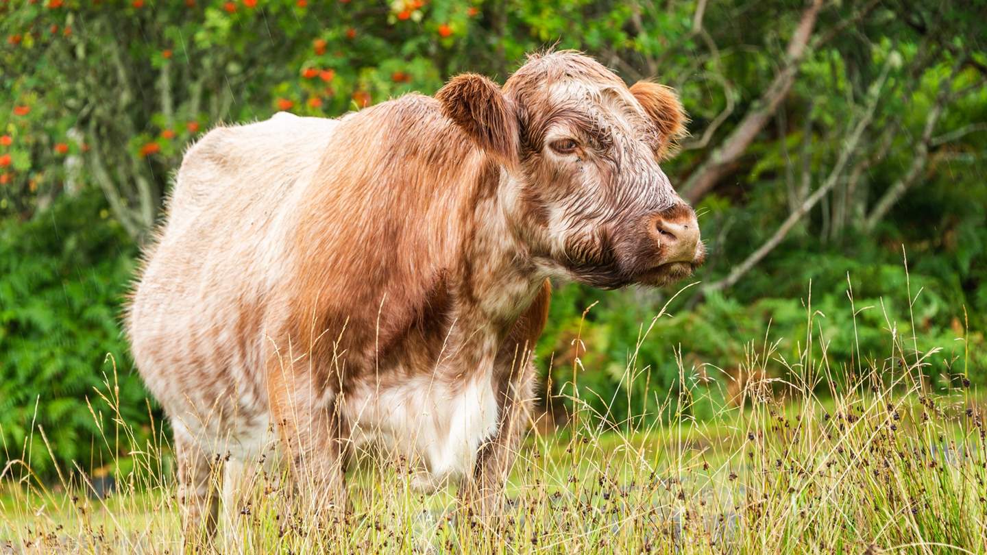 With no fences to speak of, you might have a visitor or two during your stay!