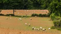 Longbourn lies in a 200-acre farm comprising of grassland and woods in the Test Valley