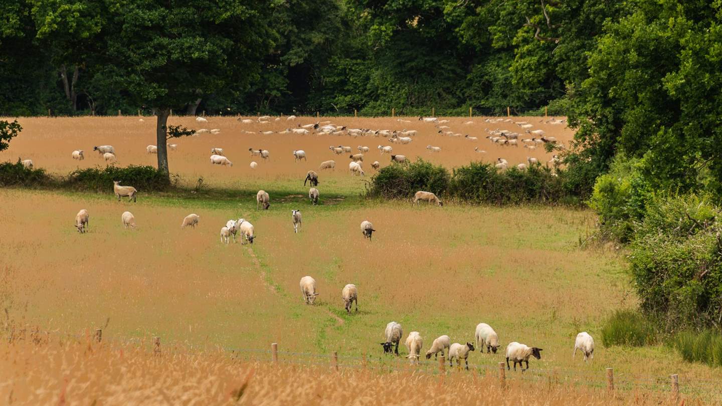 Longbourn lies in a 200-acre farm comprising of grassland and woods in the Test Valley