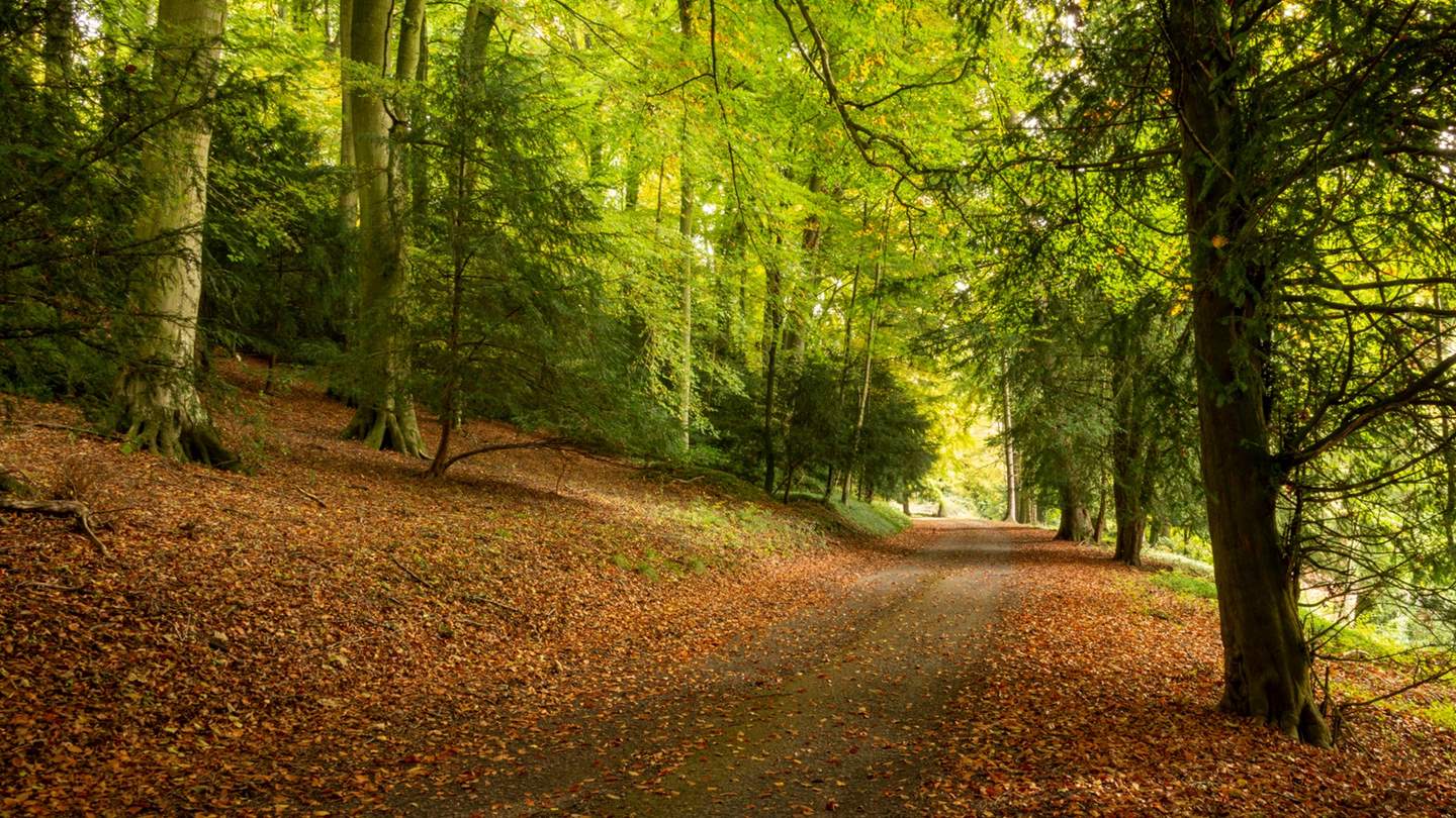 The woodland around Moreton-in-Marsh is just stunning and perfect for long walks