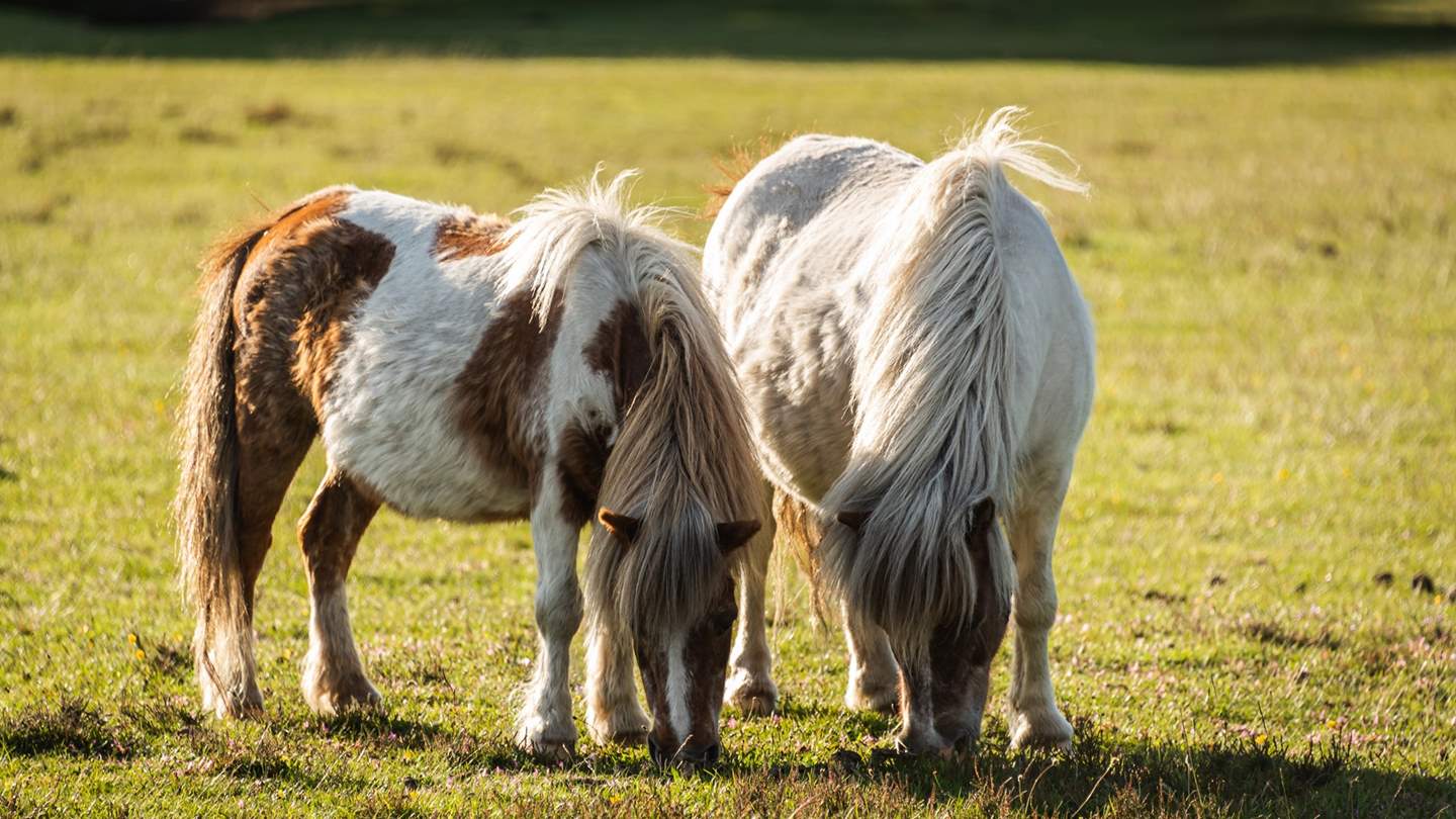 Only a short distance from London, Mizzle is wonderfully positioned for a magical getaway