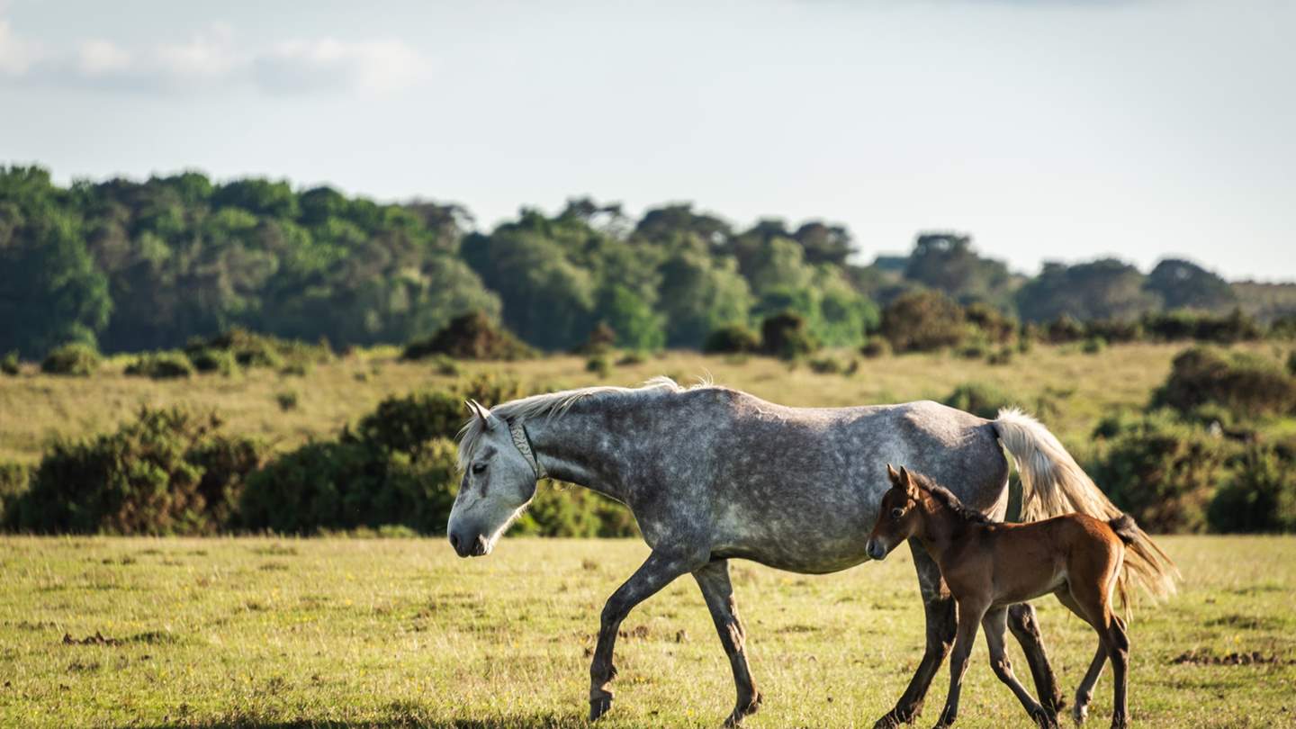 Experience the natural beauty of the New Forest on a pony trek