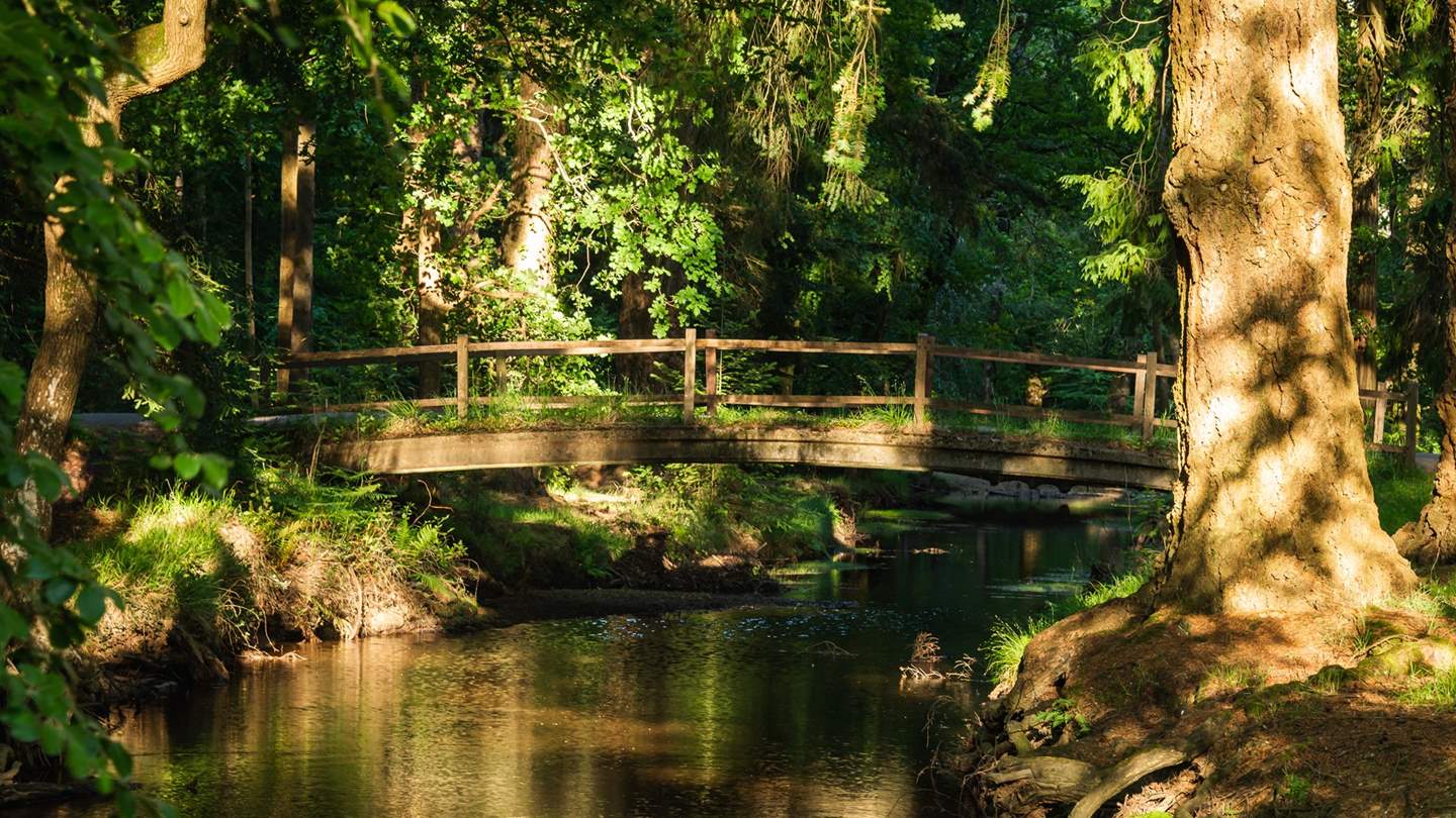 Flee the everyday and uncover the unspoilt countryside of the New Forest