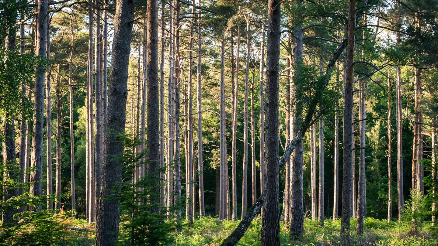 Brockenhurst and neighbouring Lymington have a wonderful selection of boutique, independent shops, and eateries