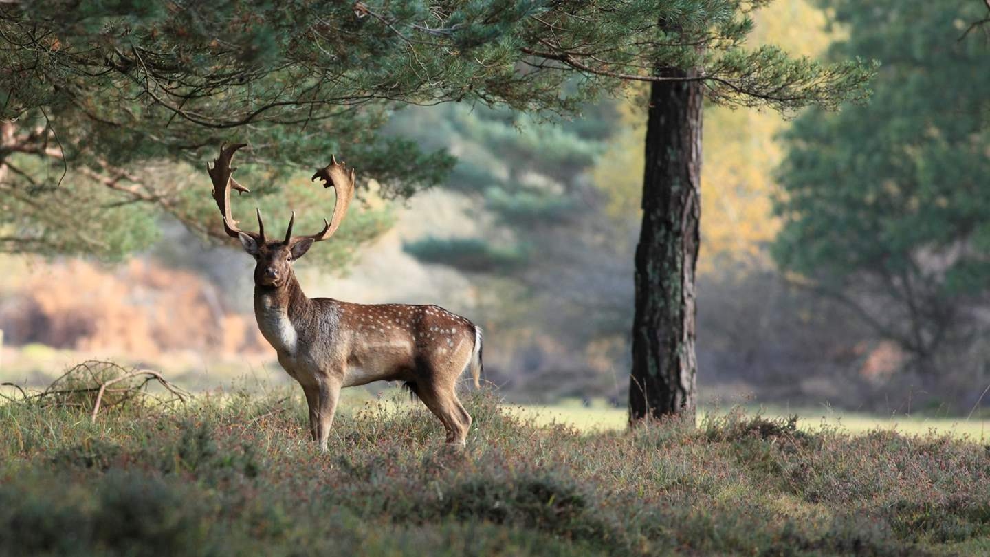 Explore the lush richness of the New Forest