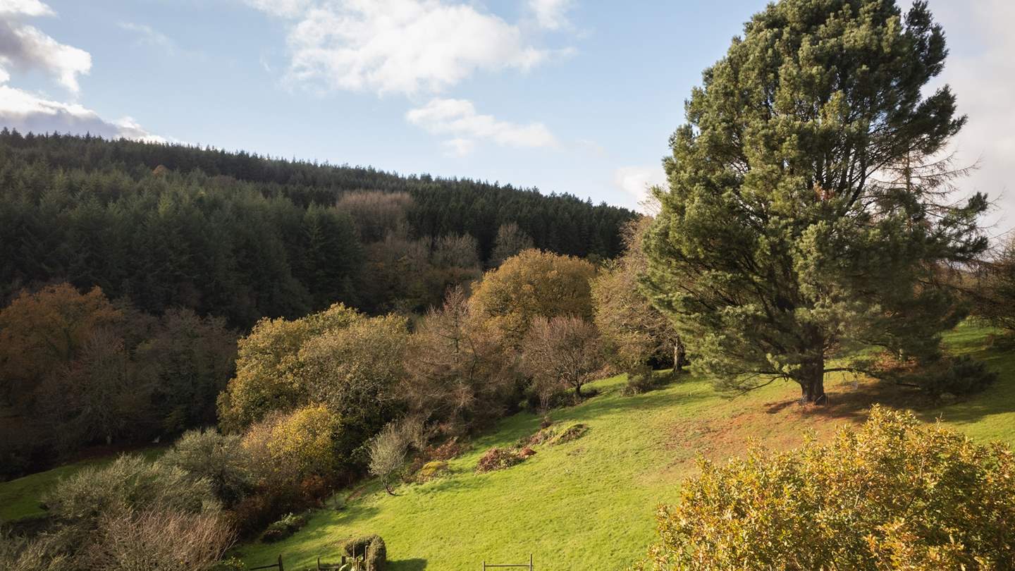 A wonderful space to exercise dogs or enjoy a quiet picnic 