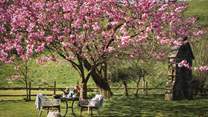 The cherry blossom tree is a perfectly shaded spot to congregate for afternoon tea 