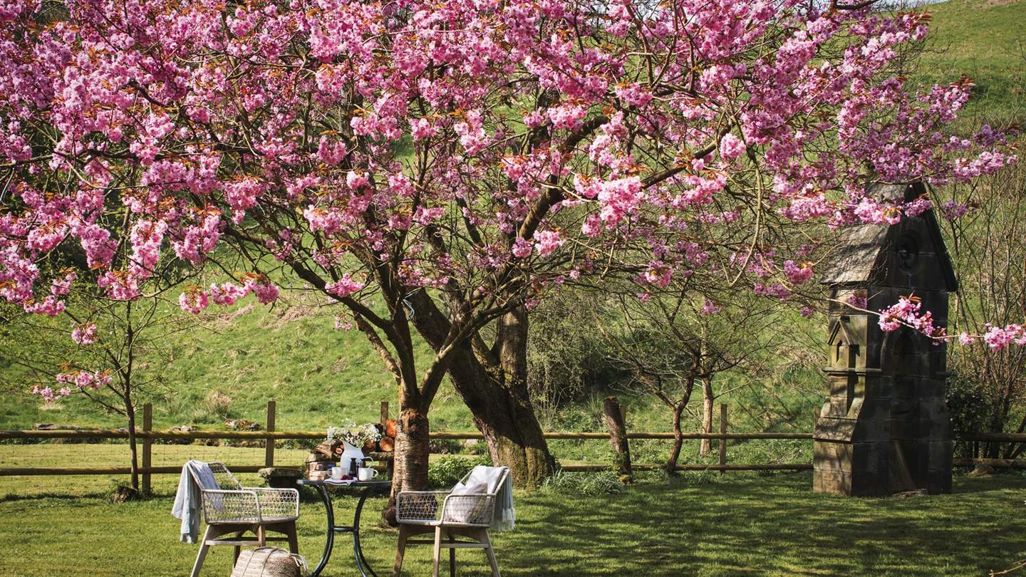 The cherry blossom tree is a perfectly shaded spot to congregate for afternoon tea 