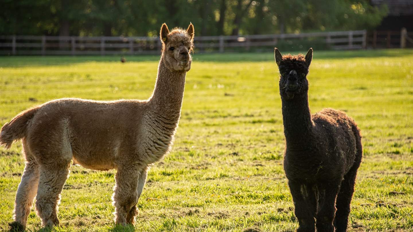 Greet the farmyard residents during your stay - from the adorable alpacas to the beautiful guinea fowl