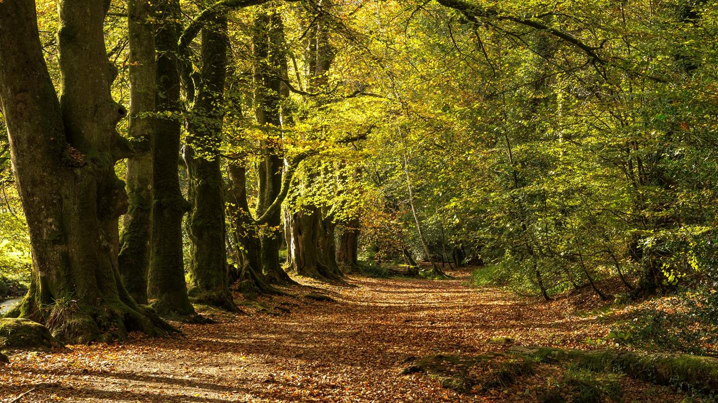 Head a little further afield will deliver you to the evergreen delights of Golitha Falls