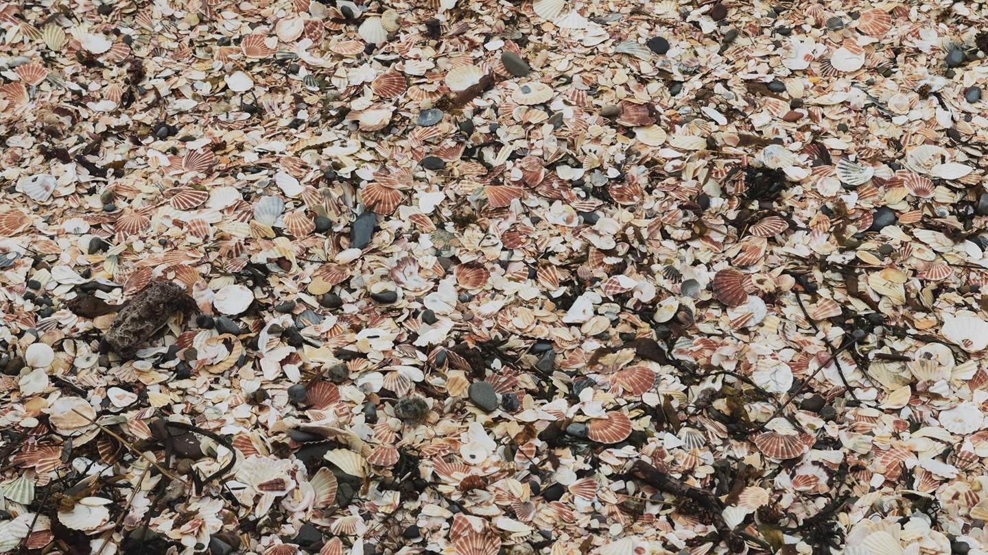A beautiful beach scattered with pretty shells...