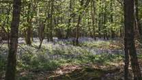 A private gate opening directly onto the neighbouring woodland for peaceful walks from your doorstep