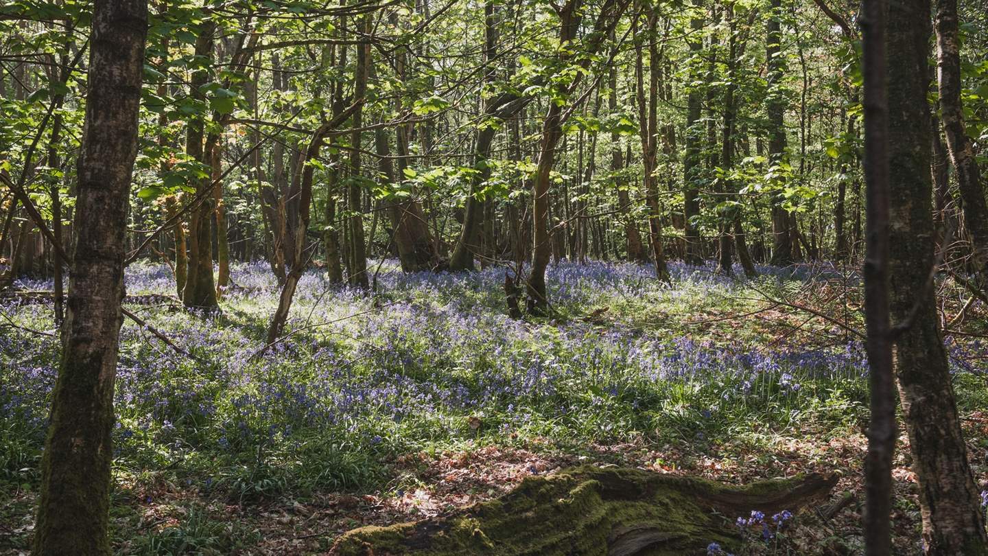 A private gate opening directly onto the neighbouring woodland for peaceful walks from your doorstep