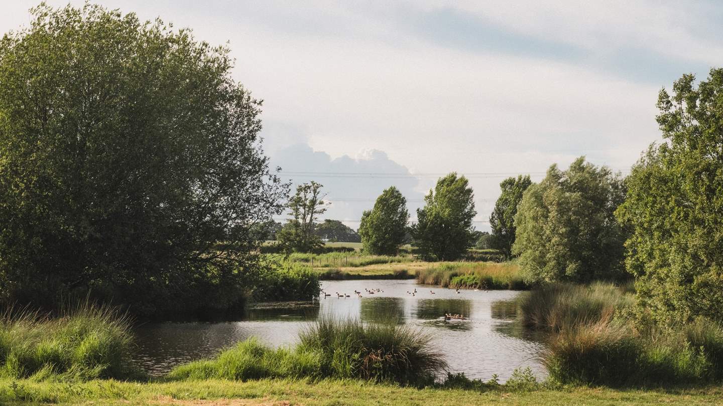 A rose garden can be found beside a lily pond, framed by a willow tree 
