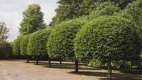 Seek shade in the immaculate garden