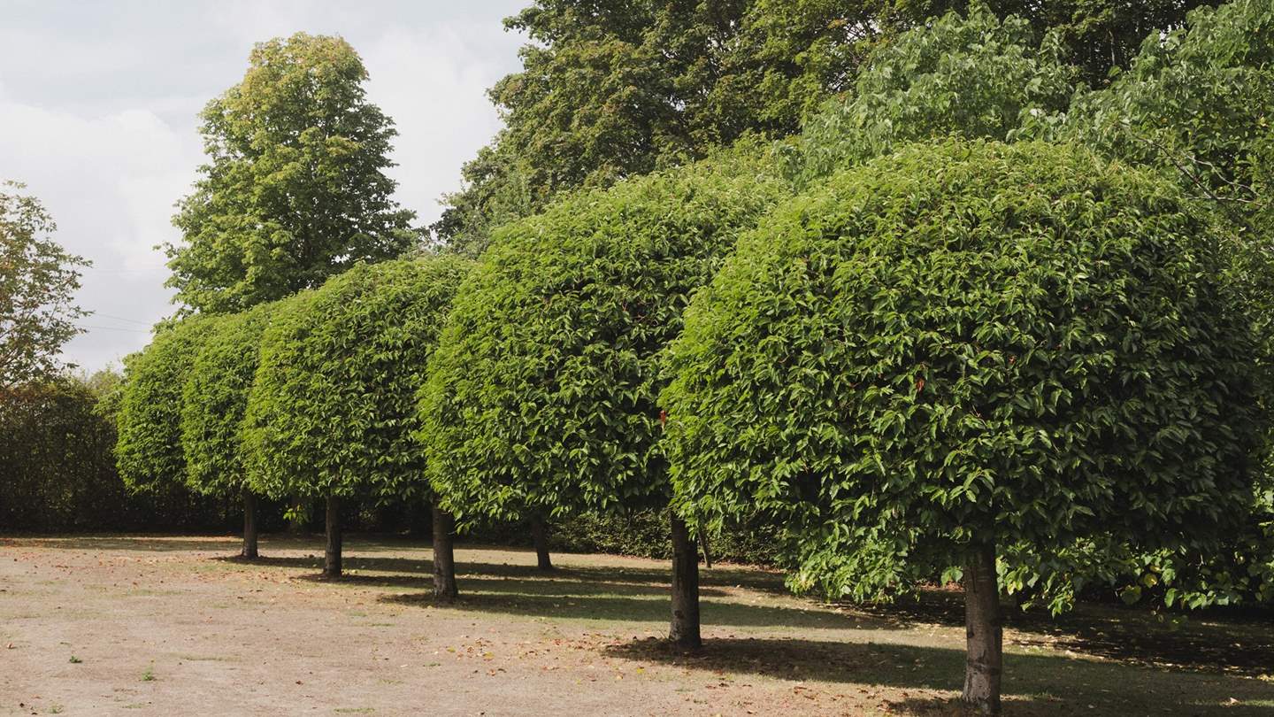 Seek shade in the immaculate garden