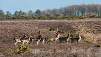 Appreciate the rich wildlife of the New Forest, a short drive from the property 
