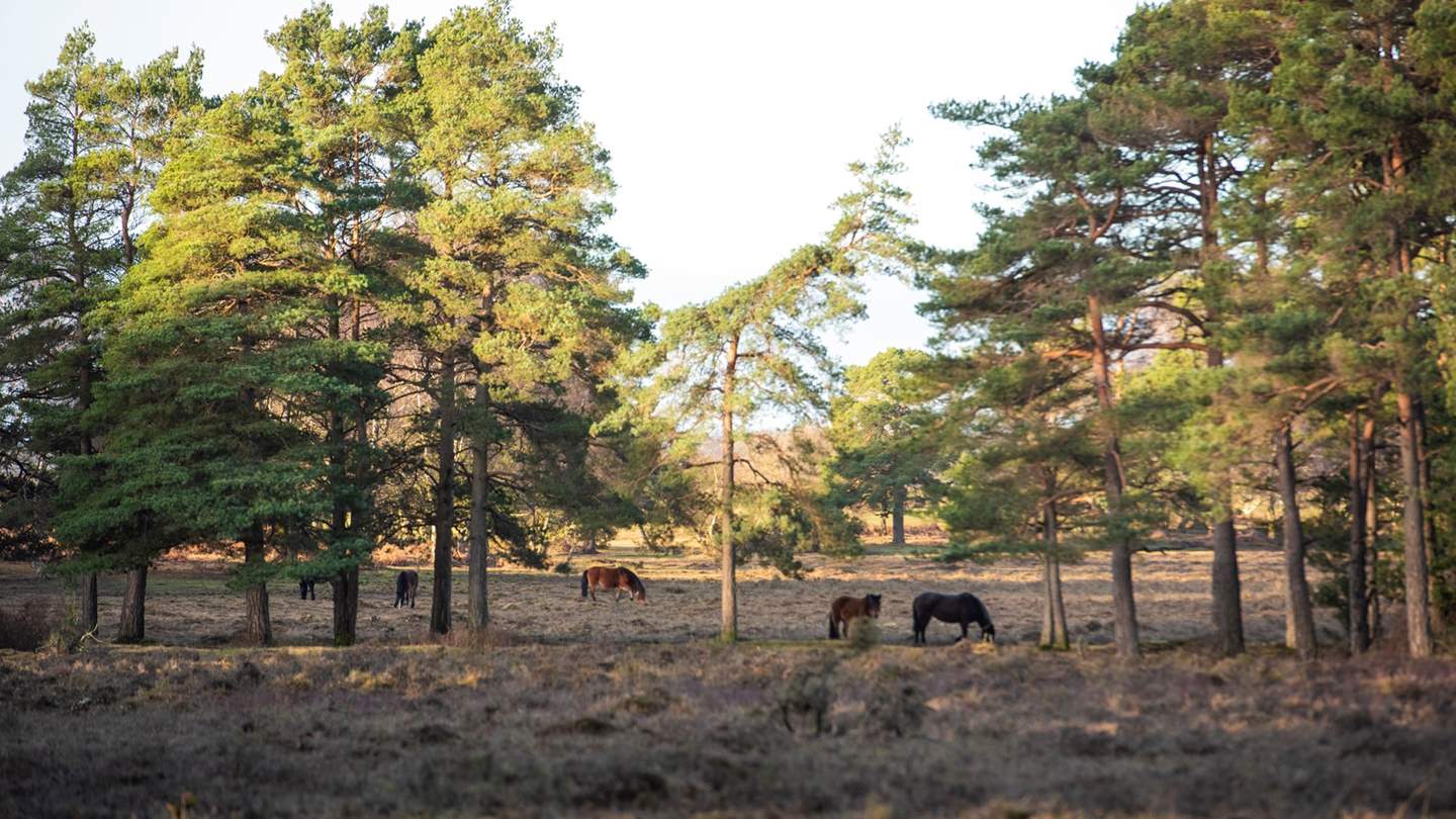 Be sure to keep an eye out for deer and ponies...